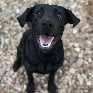 Meet your Posher, Corey